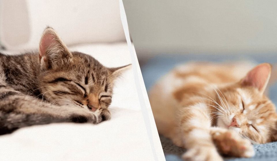 ������ ����� ���� ������ �����: ������ ������� � ������ ��������