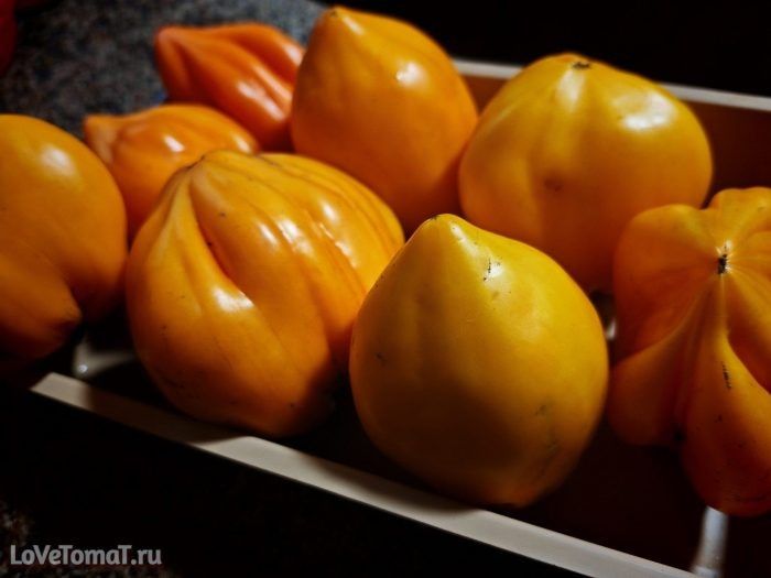 ����� ����������� Ҹ����� ������ ���������: ��������� ����� � ��������� ���������