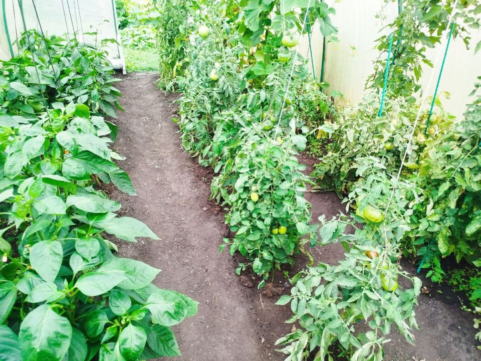 ������ ���� ������ ������ �� ����!