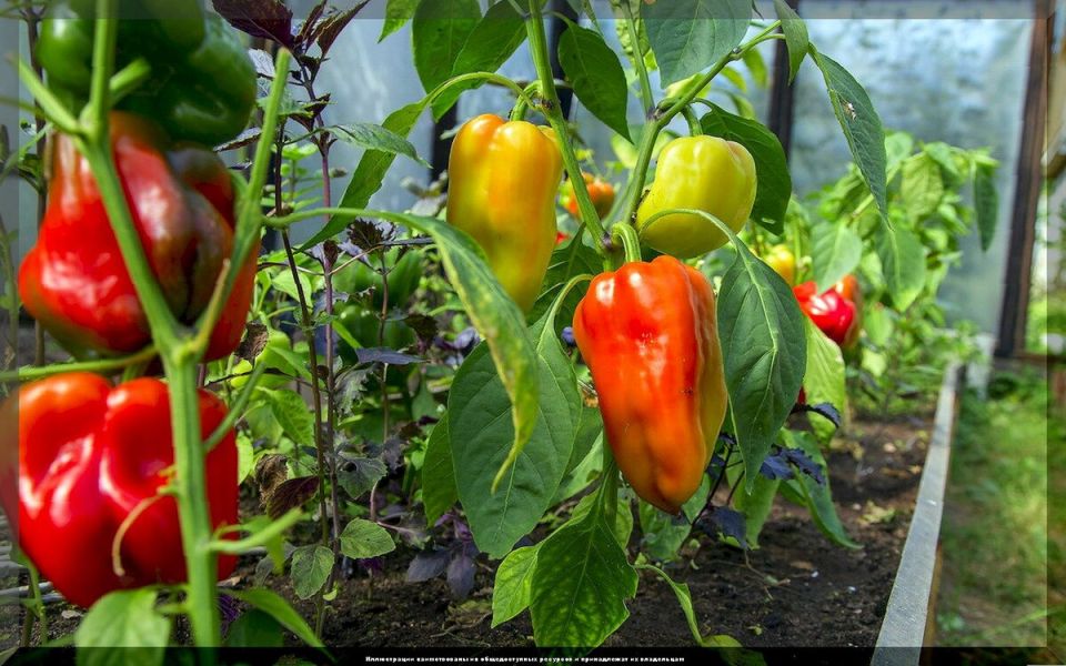 ��� ��������� ���������� ������� ����� � ��������� �� ��� ��� �������� ������