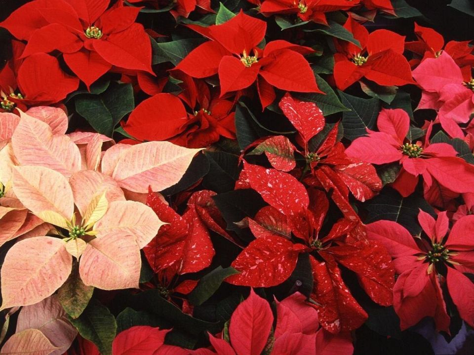 ���������� ����� ���� ������ � ����� �������� �������������