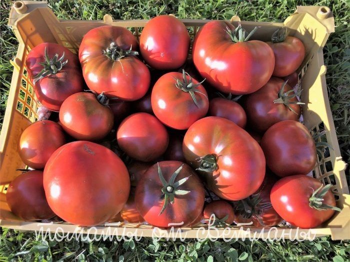 Томат Замок Шартр: крупноплодный сорт с насыщенным вкусом и потребностью в формировании