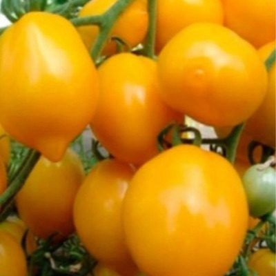 ����� �������� �����: ��������� ���� � ���������� ������ � ������� ������