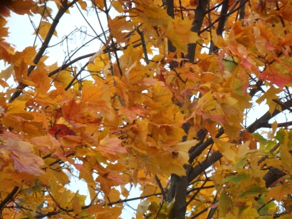 ����� ������� �������: ��������� �� ��������� � ���������� � ������