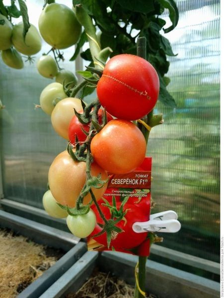 ����� ���������. ��������������� ������ ������ ��� ����������� ����