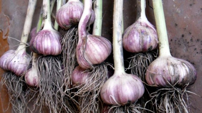 ��� ��������� ������ ������ ��� ������: ���� ��������� ��� ������� �������