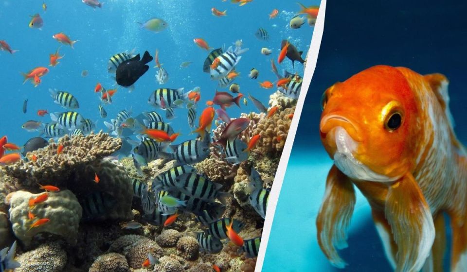 ���� �� �����: ��� ��������� ��� ���������������� �� ��������, ������� �� ������ �������