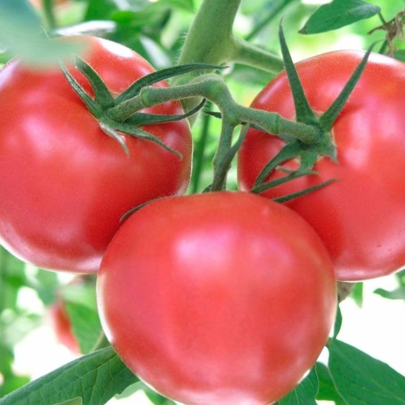 ����� ���� ����: ��� ��������� ������� ������� ����� � �������