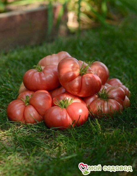 ����� ��� ������: ������������� ������ � ������������ ����������� � �������� �������