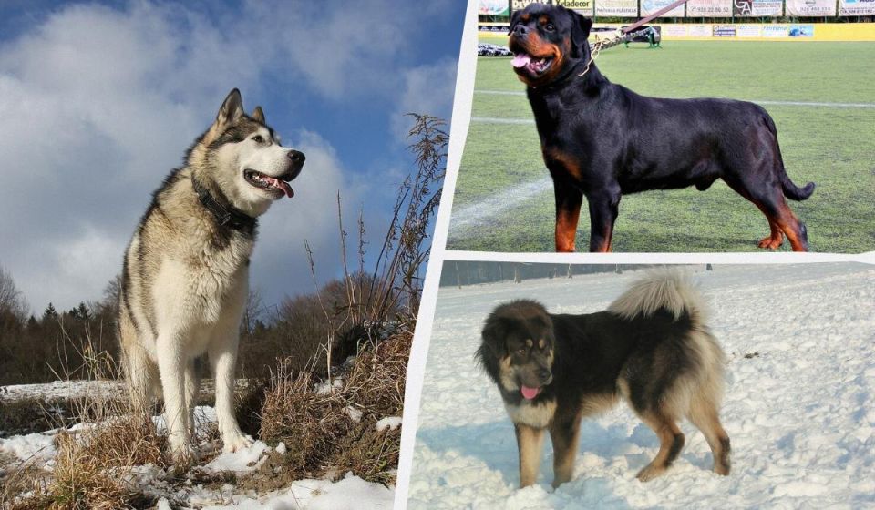 ���� � ��������: ���-10 ����� ������ ����� ����� � ����