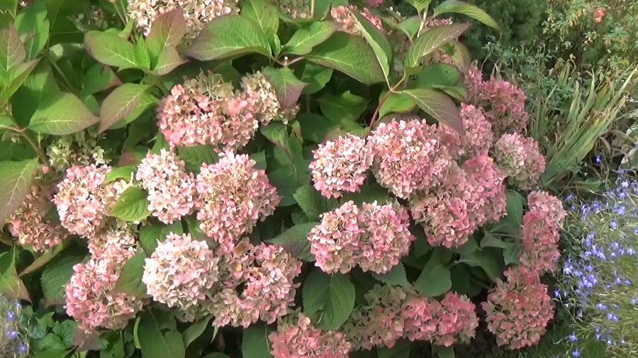 ��� ������ ������������� ���������: ��� ������� ������, ������� ��������