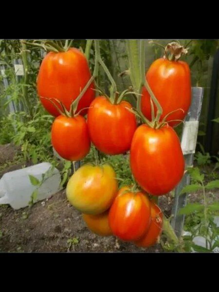 ����� ������� ����: ������� �������������� ����� ��� ���������