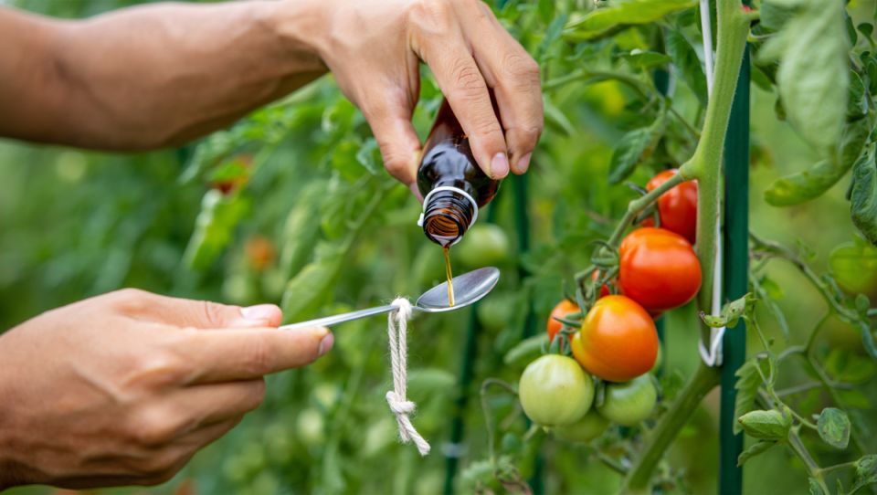 ��� ��������� �������� ������ �� ���������: �������� ������ � ����������� �������