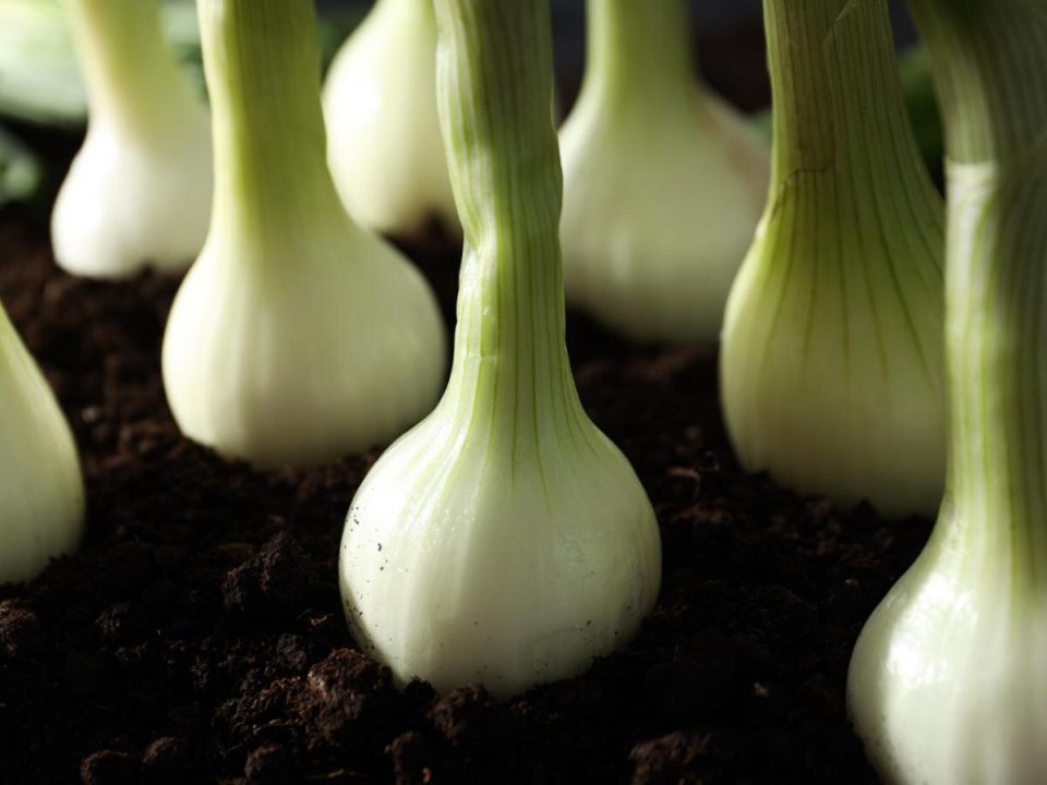 ������ ����� ����� ��������� ������ ������ ����