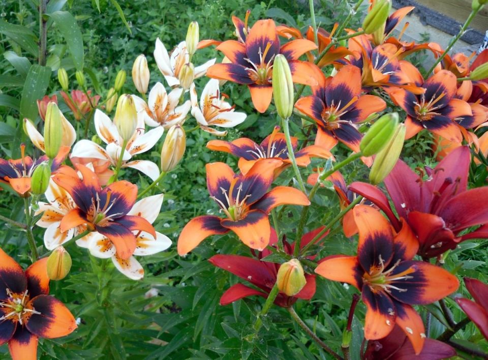 Как размножить лилии: простые и эффективные методы