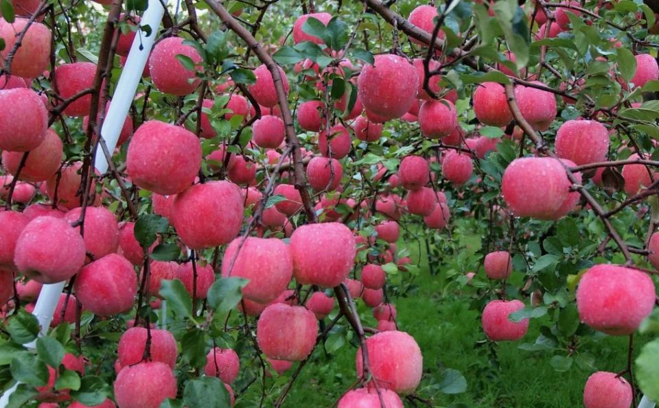 Как подкормка для яблонь может превратить уход за садом в удовольствие