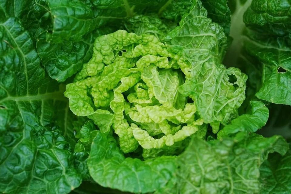 ������������ �������� �� ����