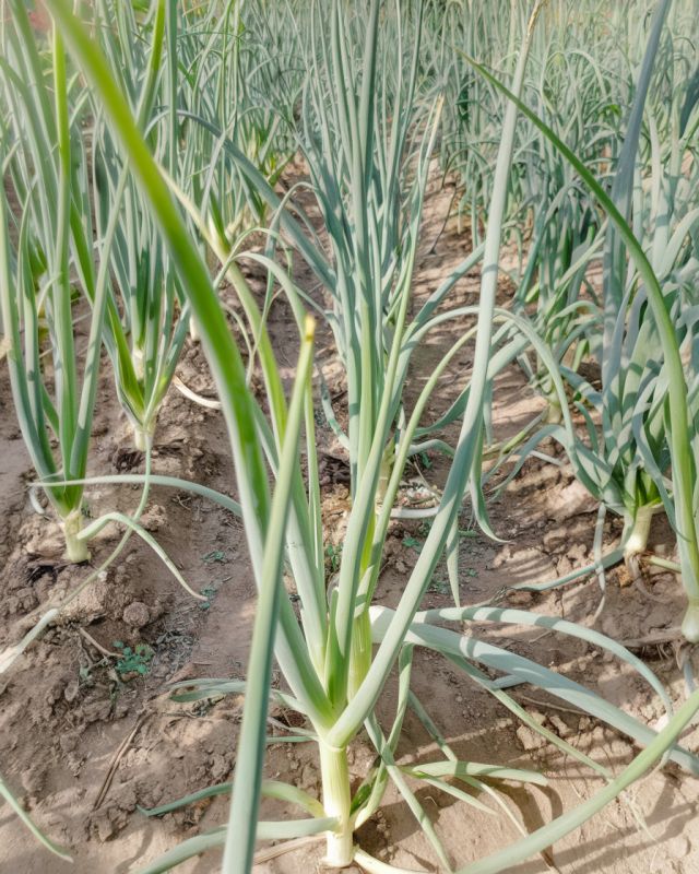 Секреты агрономов: как вырастить идеальный лук с кулак