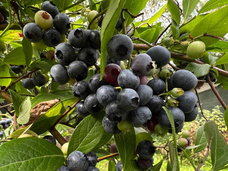 ������ �������� �������� � ��� � ���� ��������