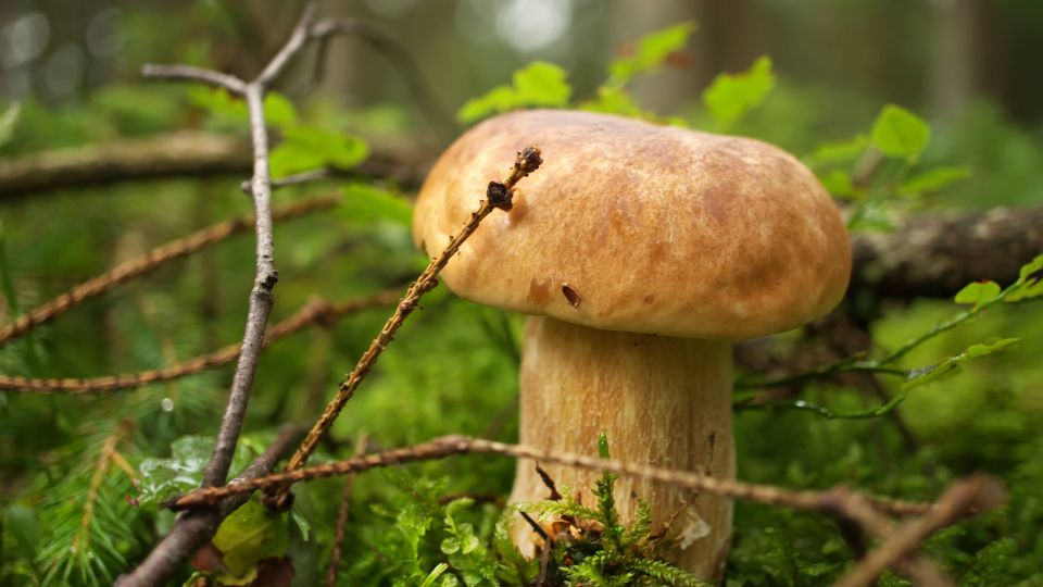 ��� ��� �������� �����, ����� � ��� �� ���� ������� ��������: ����� �������