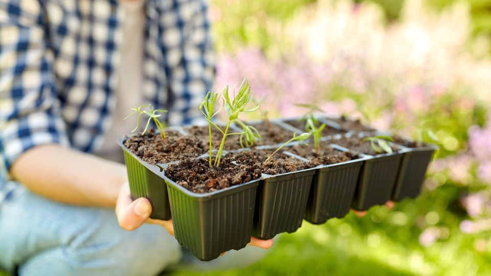 ��� ��� ��� ���������� �������� �������: �� �������� �� ������ ������