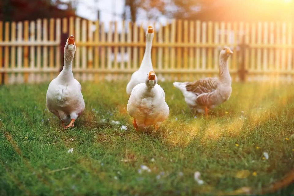 ��� ��������� ������� �����: ������� ������� � ��������, ������� ����� ��������