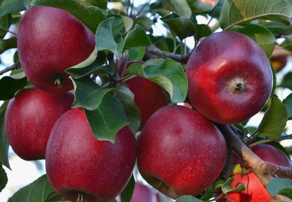 �������� ����� ����� �� ������: ��� ��������� ������� ��� �������� � ������