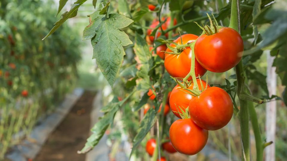 Грядки в теплице: как создать идеальные условия для растений