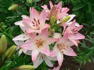 Очарование лилии сорта Марлен: секреты ухода и яркие фото