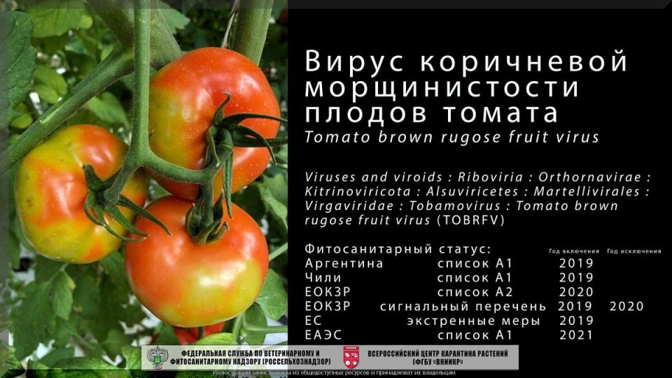 Садовые советы на зиму: как ухаживать за растениями в холодное время года