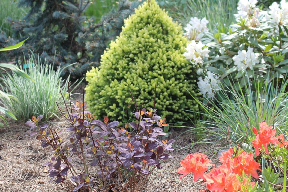 7 простых хитростей мульчирования, которые преобразят ваш сад этим летом