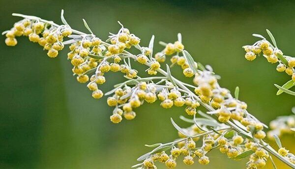 ������� ������: ��� ������� ����� �������� � ������� ����������� ��������