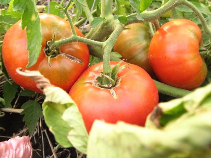 ������ �� ������ ������ �����: 3 ������, ������� ������ ������� ������