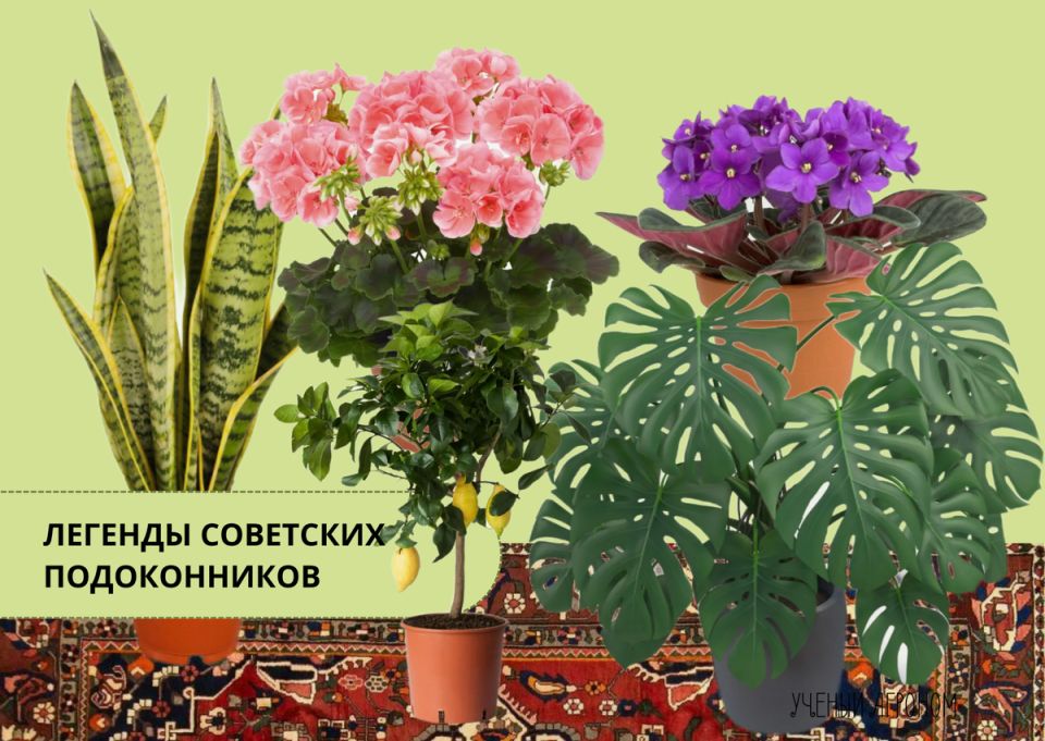 Как советские растения возвращаются в моду: секреты ухода и волшебное наследие