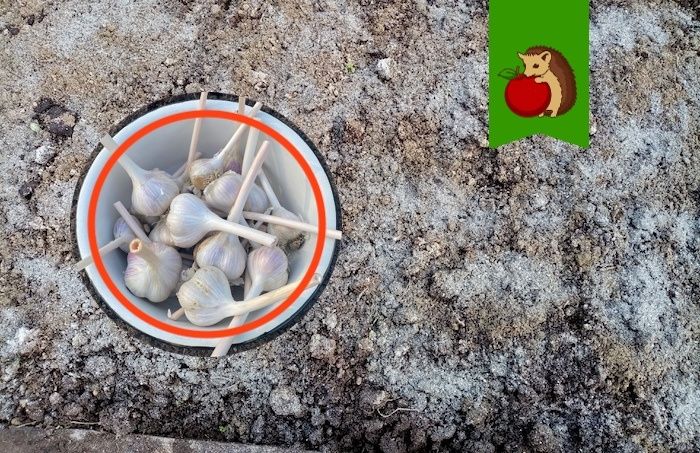 Подготовка грядки для озимого чеснока: ключевые шаги для успешного урожая