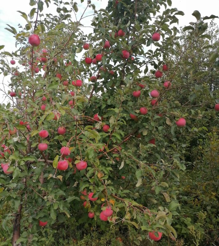 Как необычное средство помогает вашим деревьям пережить зиму