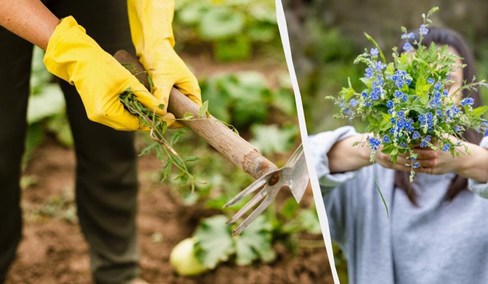 ��������, ������� ������� ��� ���������� �� ��������: ������� ��������� ����