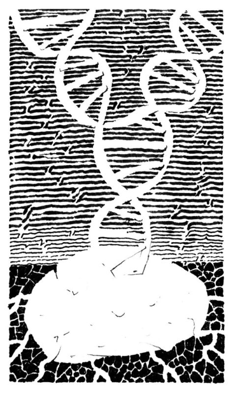 Как помидоры подарили картофелю клубни