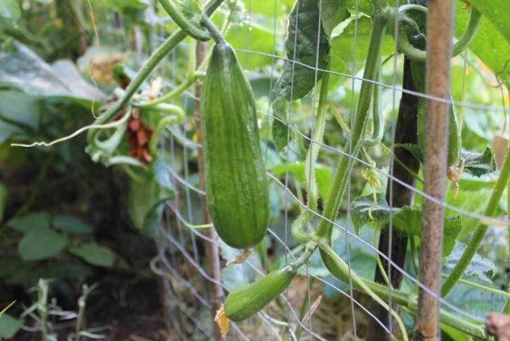 Как правильно подготовить грядки для огурцов в открытом грунте