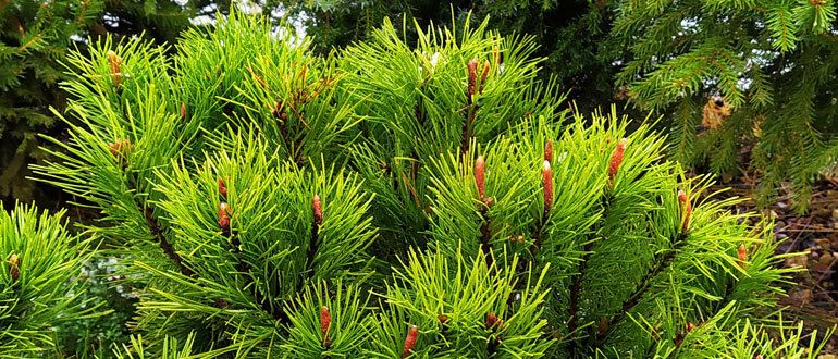 Стоит ли сажать сосны и ели на своем участке: ловим удачу или играем с судьбой?