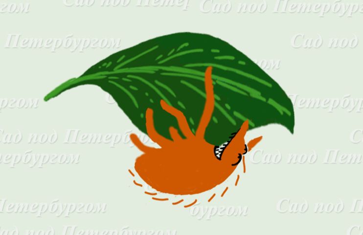 Как победить паутинного клеща: советы от эксперта