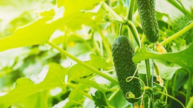 Молочная сыворотка — секрет здоровья огурцов, который стоит открыть