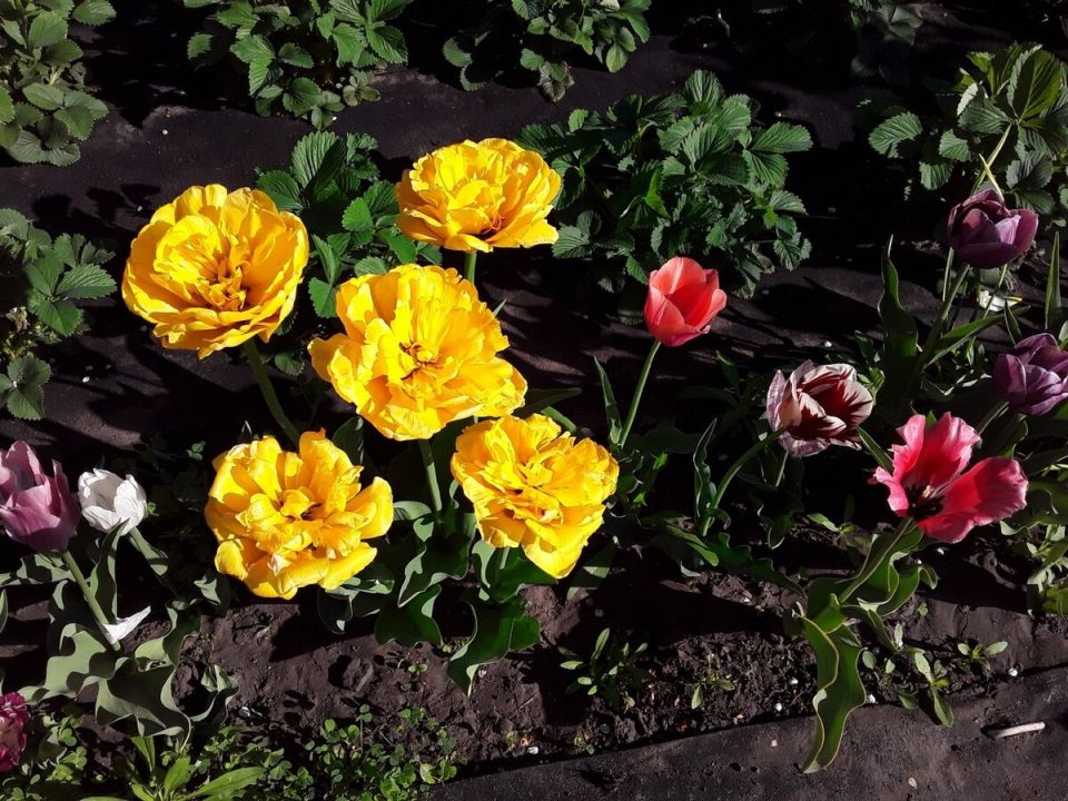 ��� ������� ������������ ������� ����������: ������� ����������� ��������