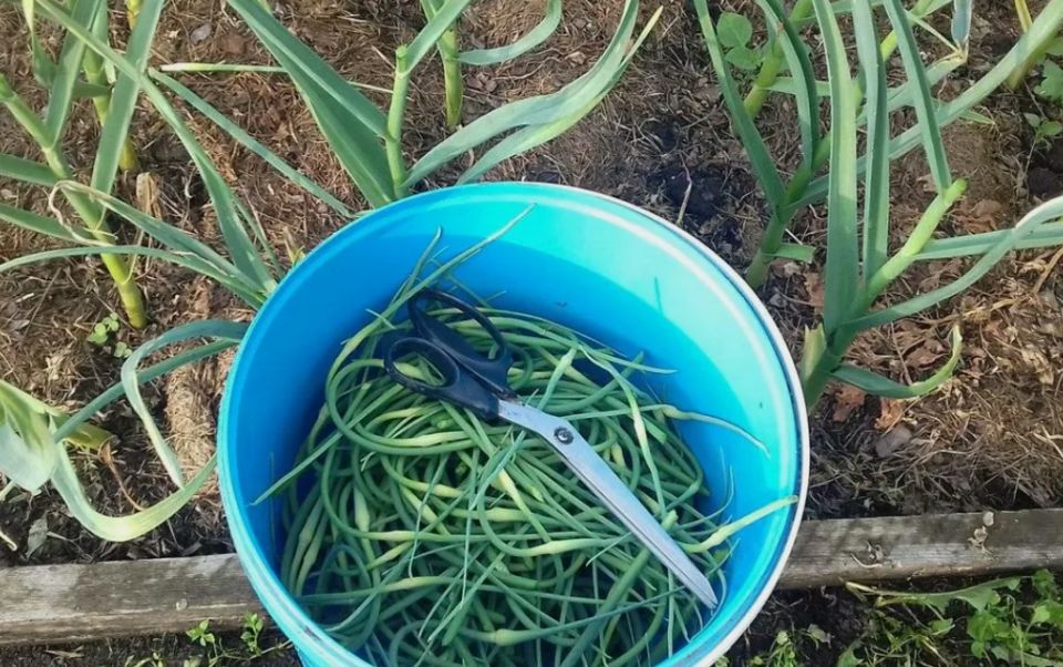 ������ ������ �� ��������: ���������������� ������ ���������