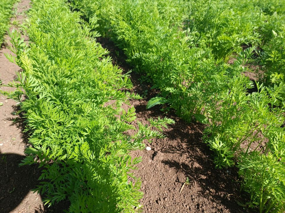 ������������ ������� ������ �� ������� � ��������� ���