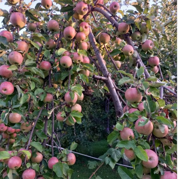 ��������������: ��� ����� �����, ����� �� �������� ������