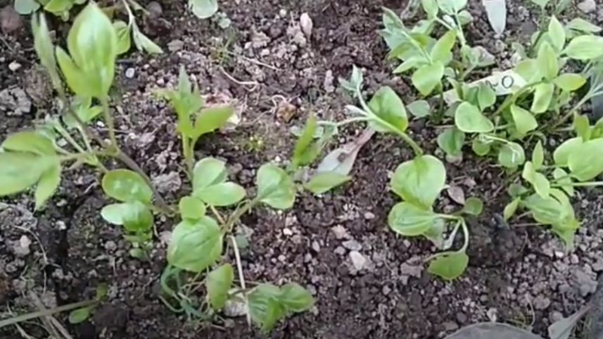 Как создать живую изгородь из клематиса всего за сезон