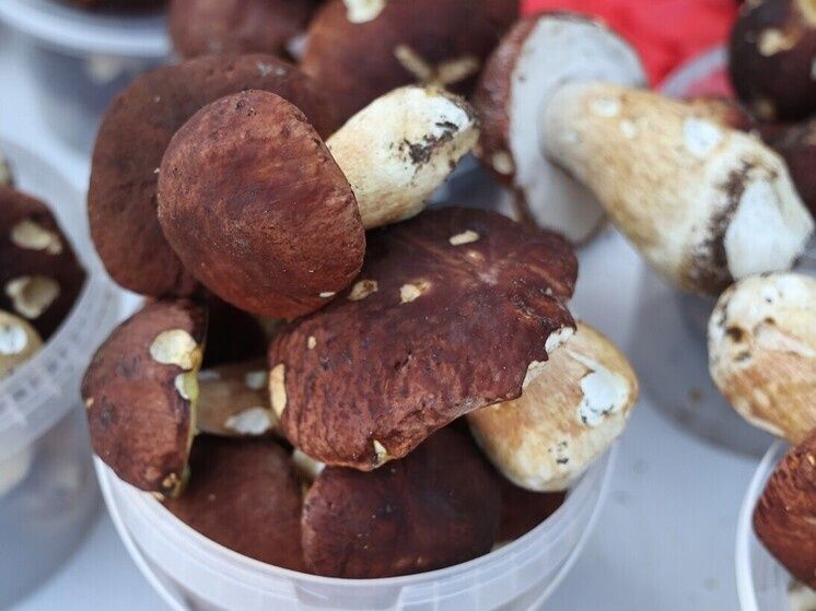 Грибной сезон в Южном Урале: сюрпризы зимнего леса