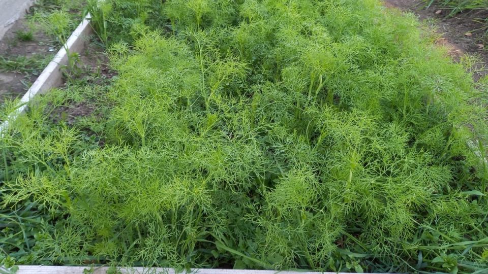 Как подзимний посев укропа изменил весенний урожай