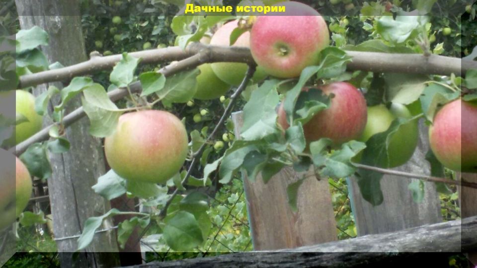 Как правильно собирать и хранить яблоки и груши для долгого хранения